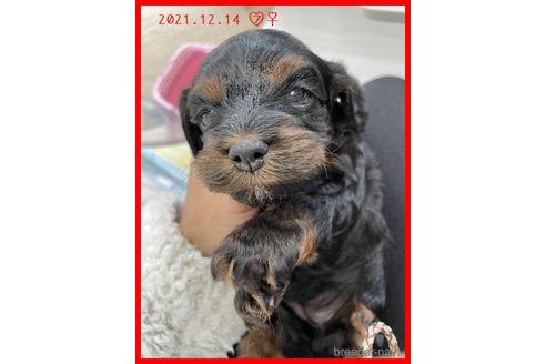 成約済の千葉県のミックス犬-157463の2枚目